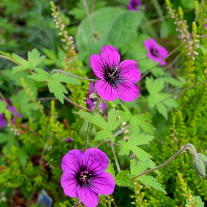 Превью изображения