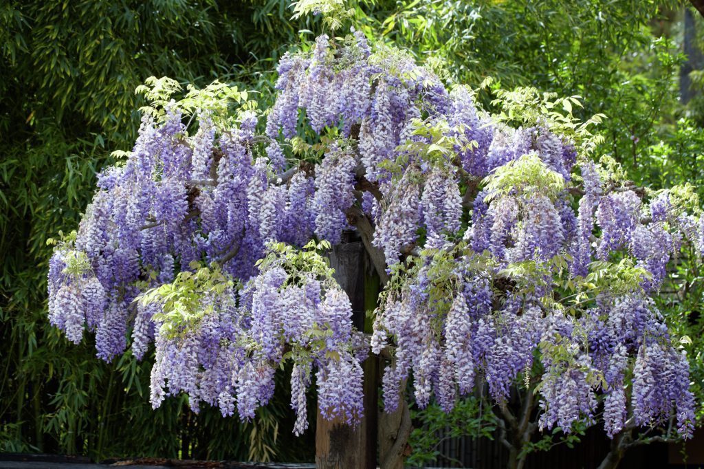 Превью изображения