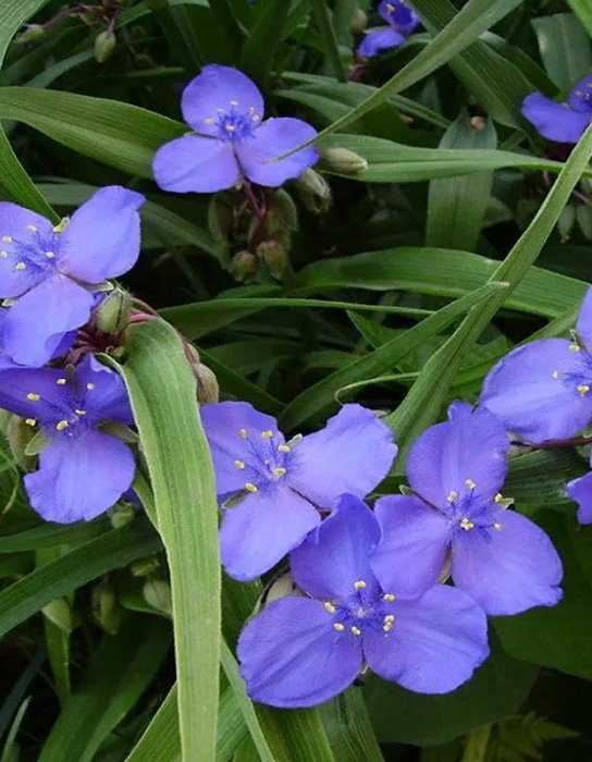 Превью изображения