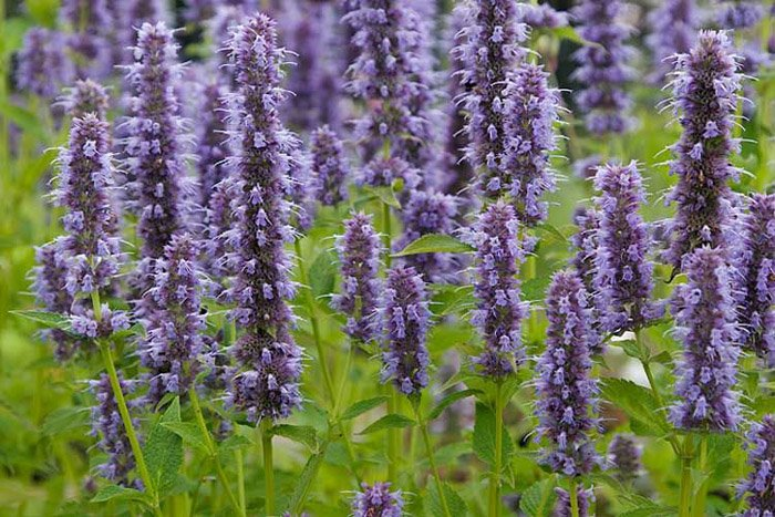 Превью изображения