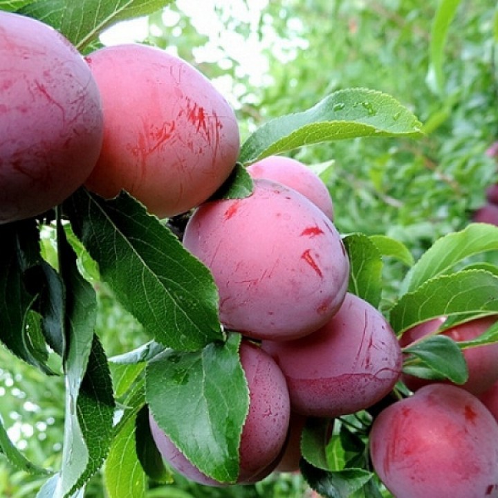 Превью изображения