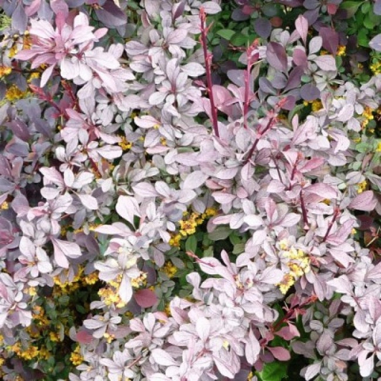 Превью изображения