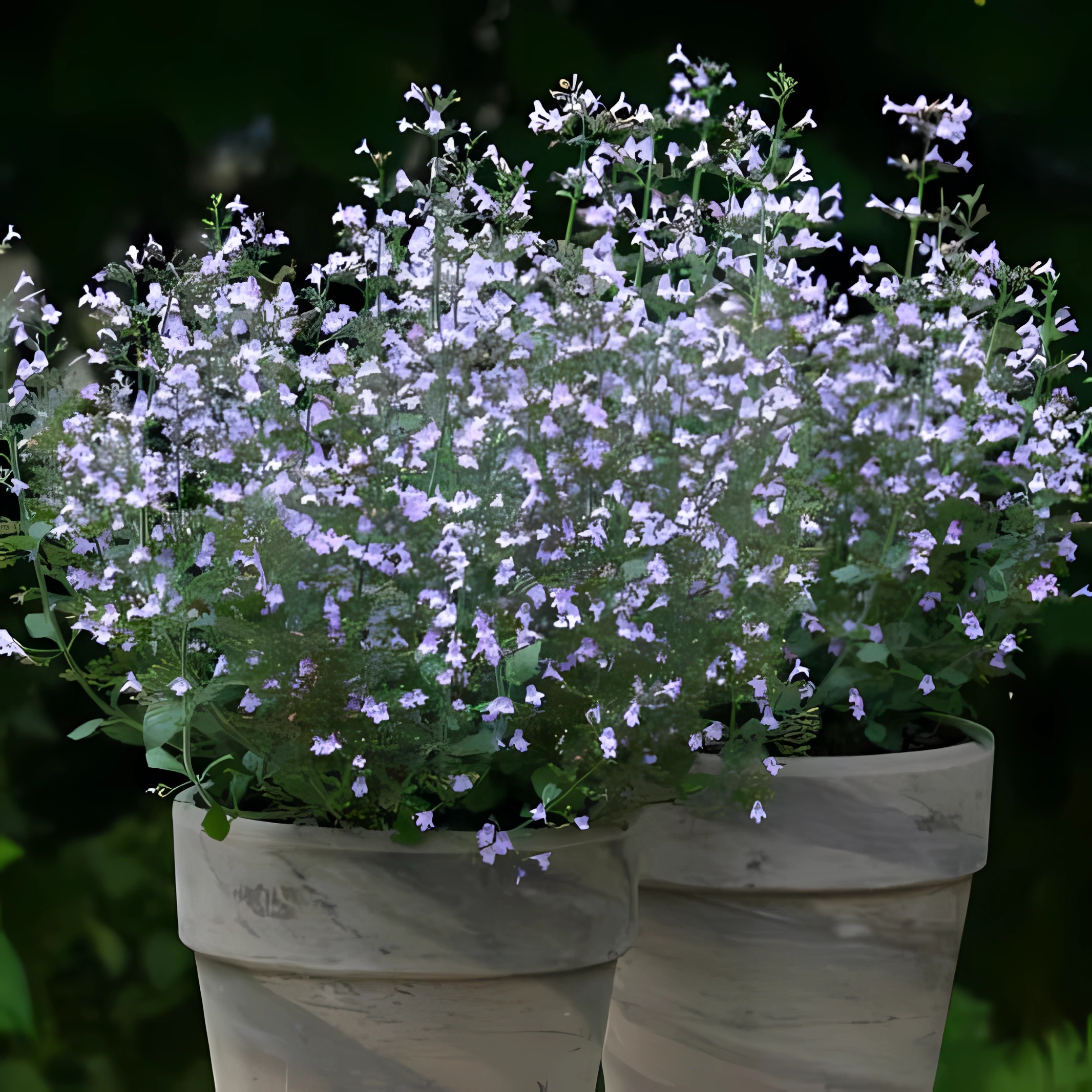 Превью изображения