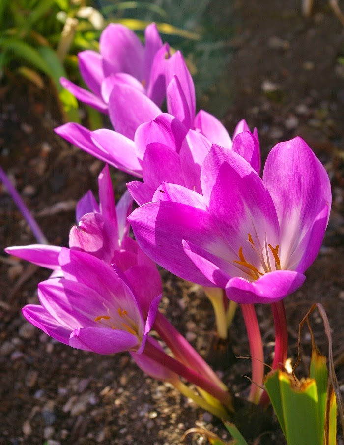 Превью изображения