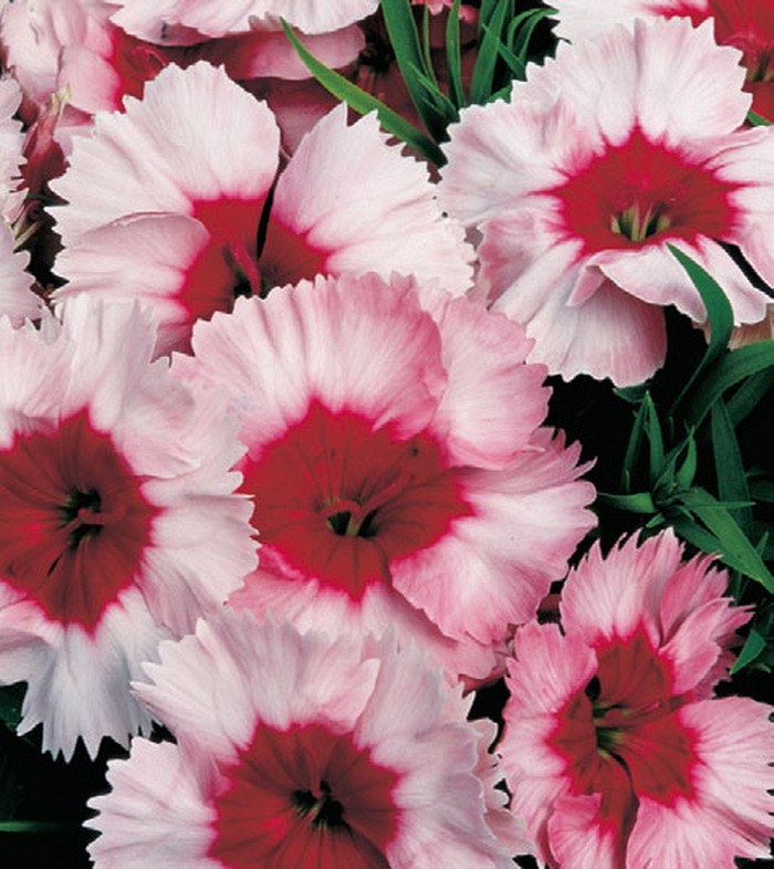 Превью изображения