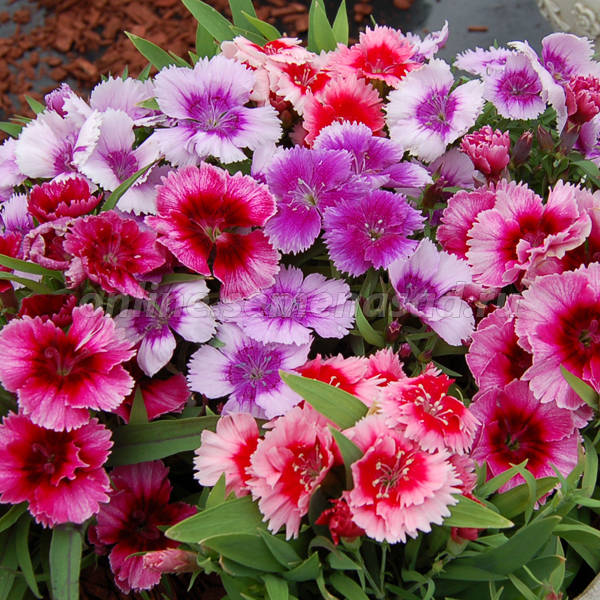 Превью изображения