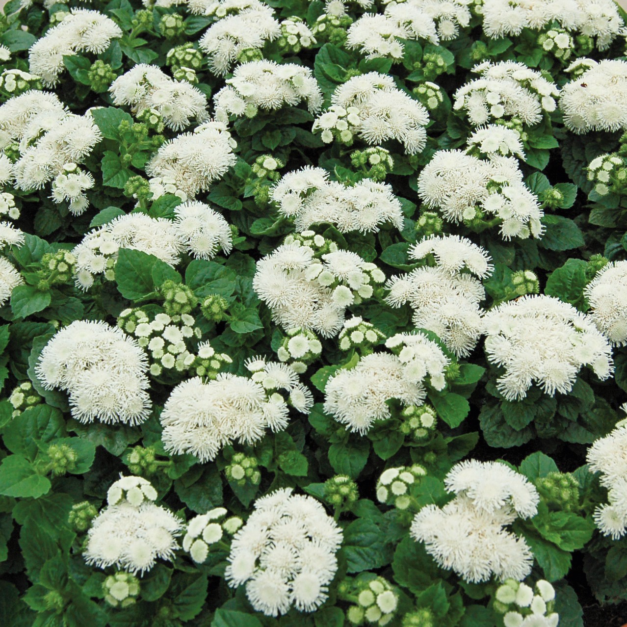 Превью изображения