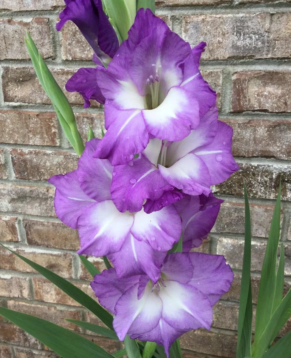 Превью изображения