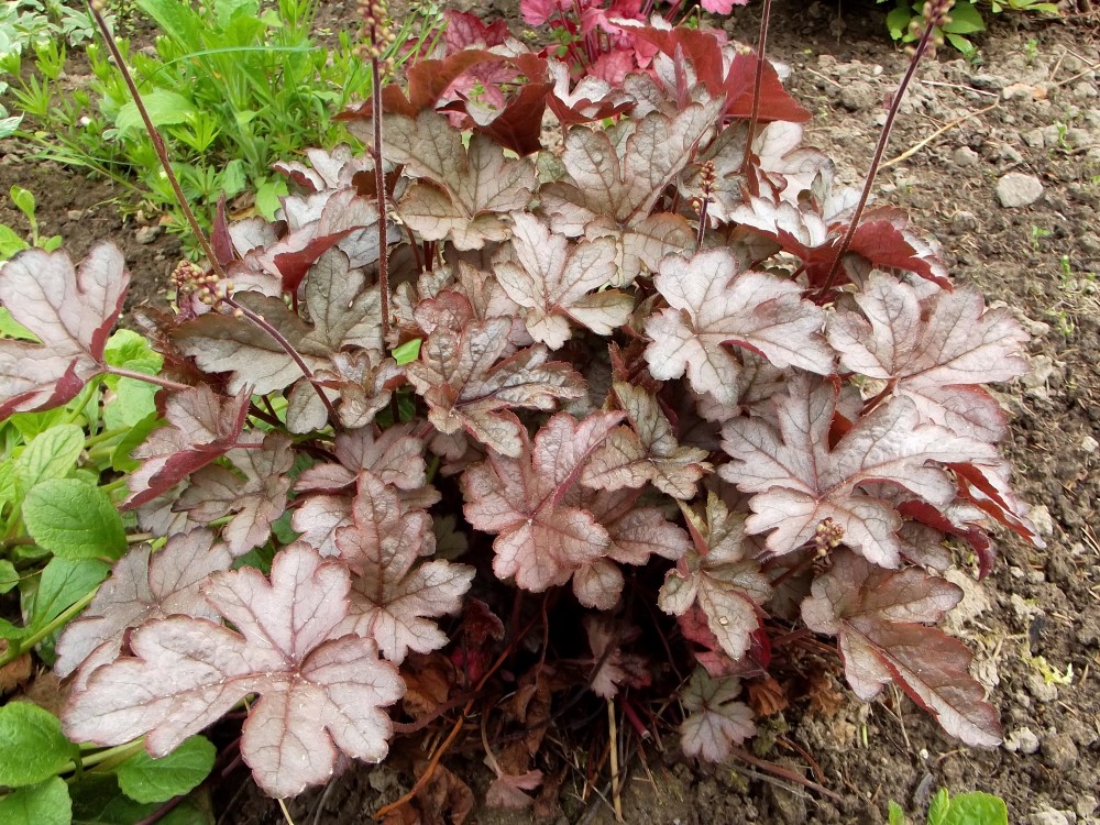 Превью изображения