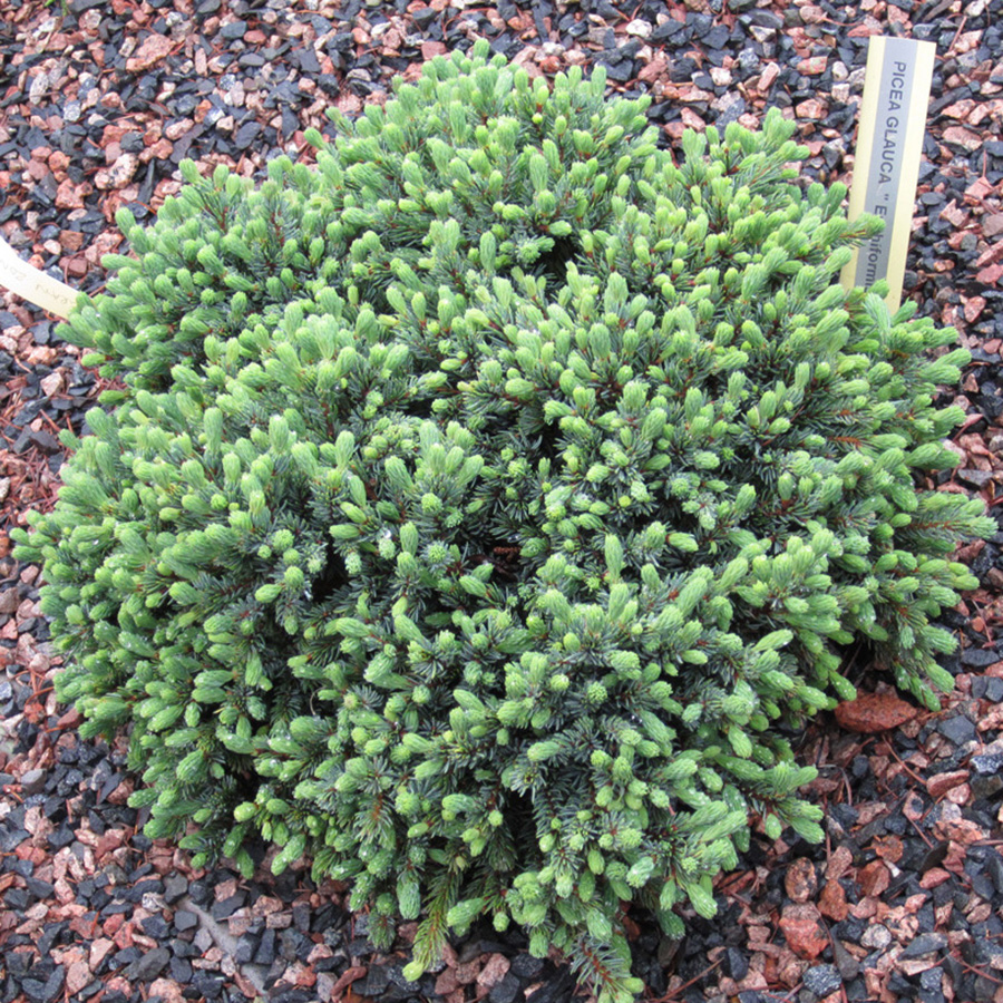 Превью изображения