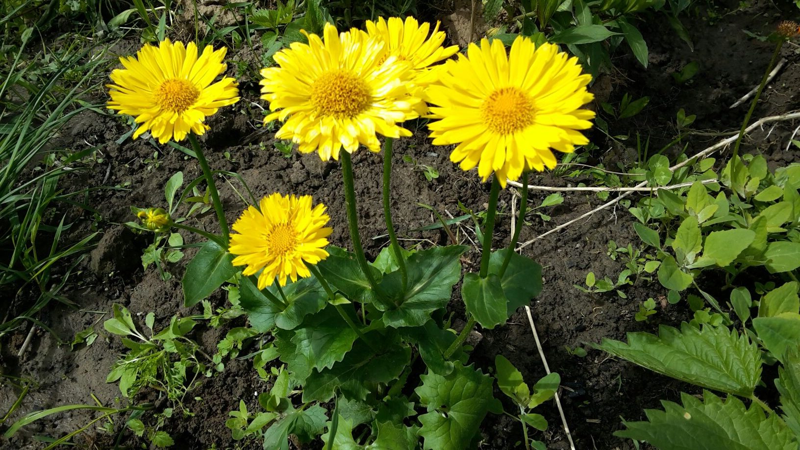 Превью изображения