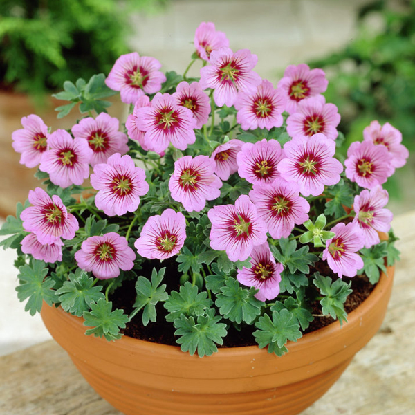 Превью изображения