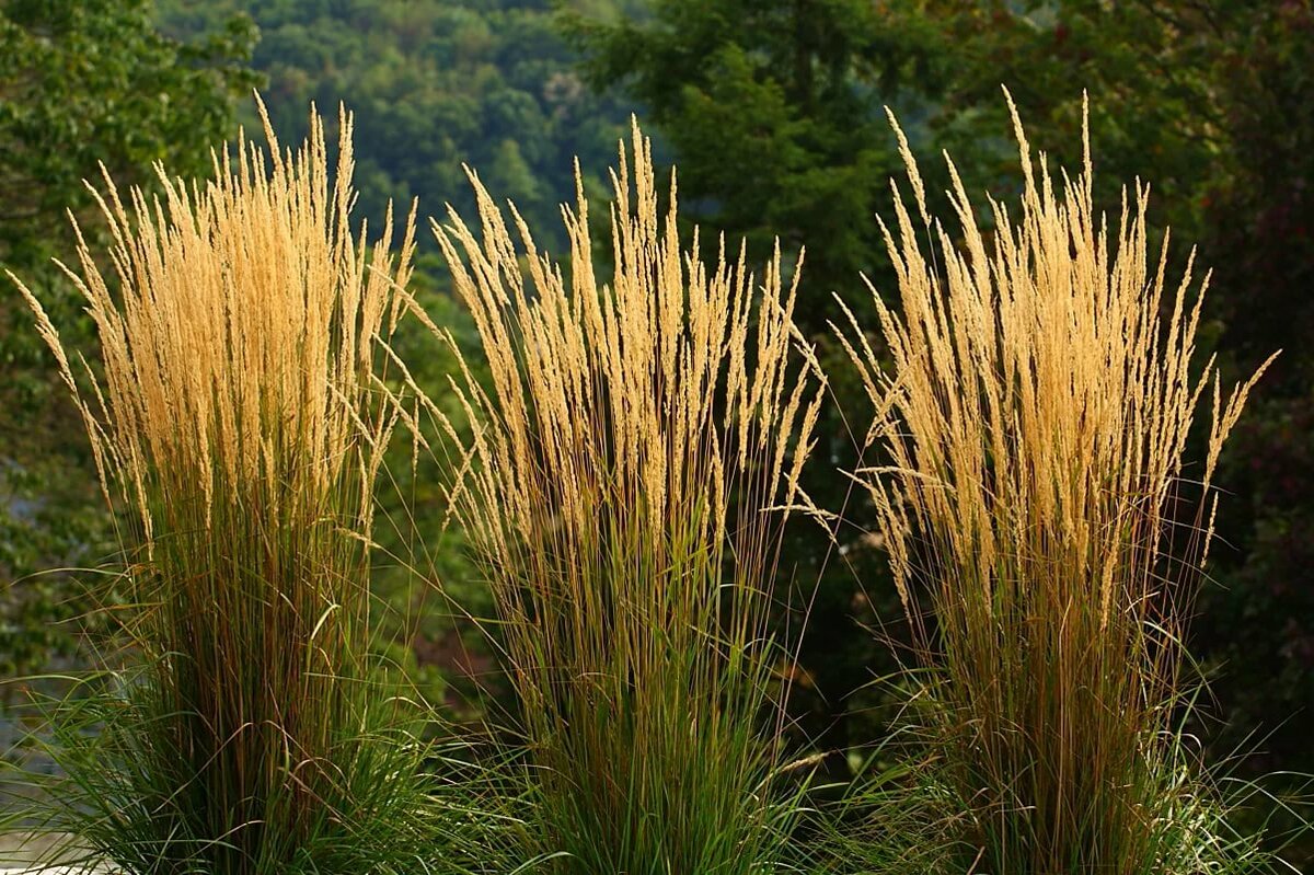 Превью изображения