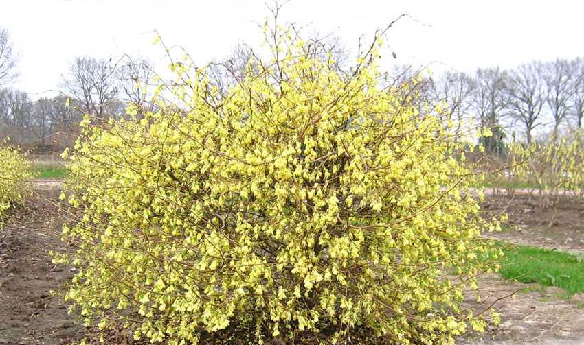 Превью изображения