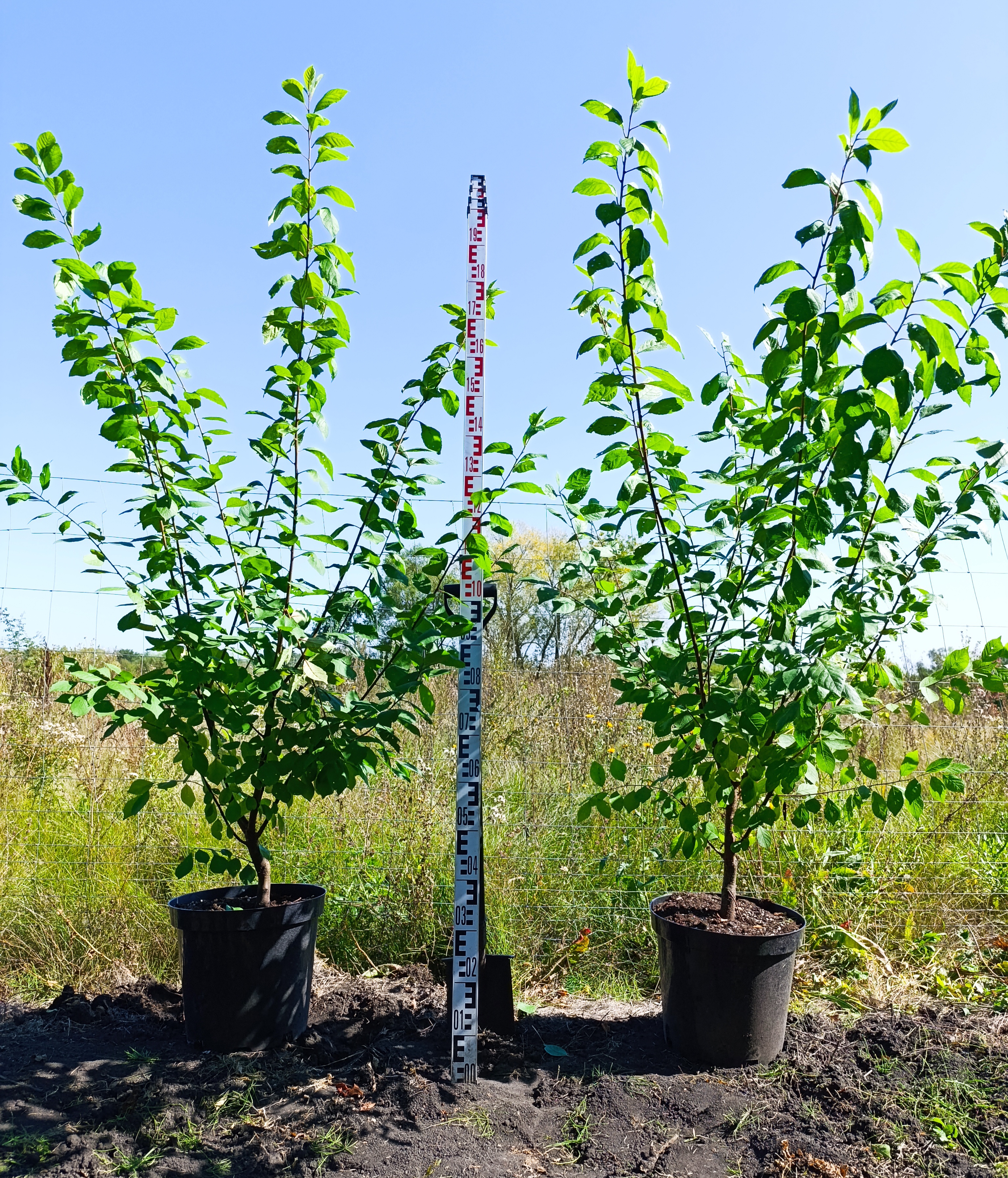 Превью изображения