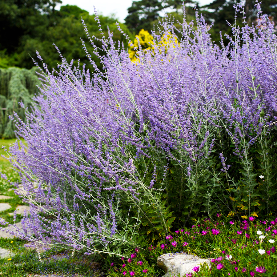 Превью изображения