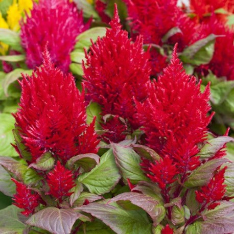 Превью изображения