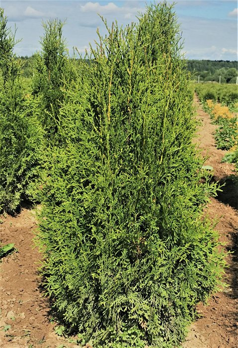 Превью изображения