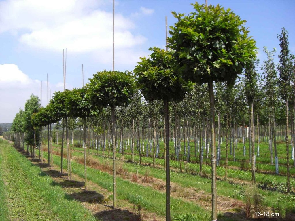 Превью изображения