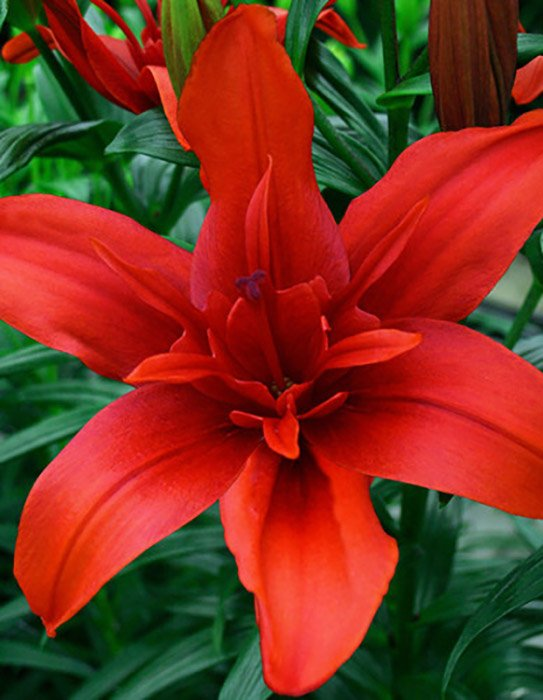 Превью изображения