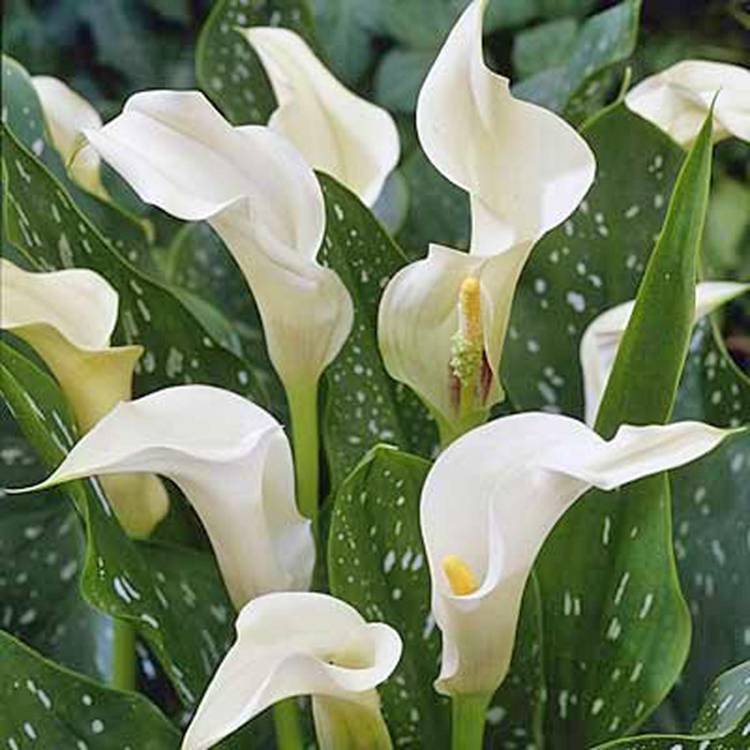 Превью изображения