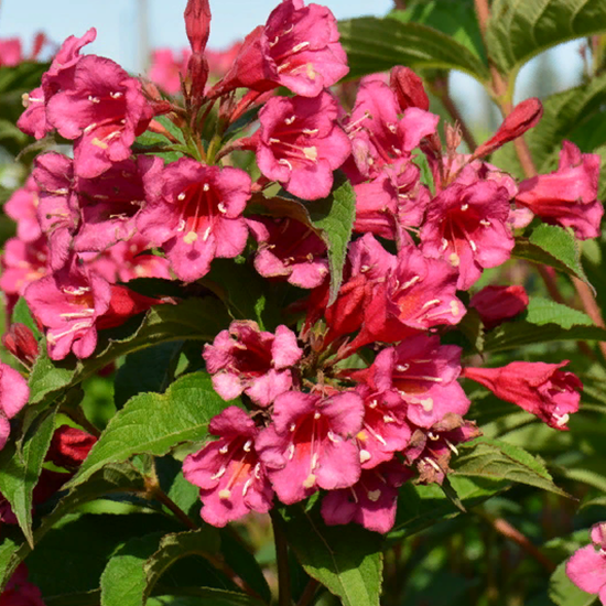 Превью изображения