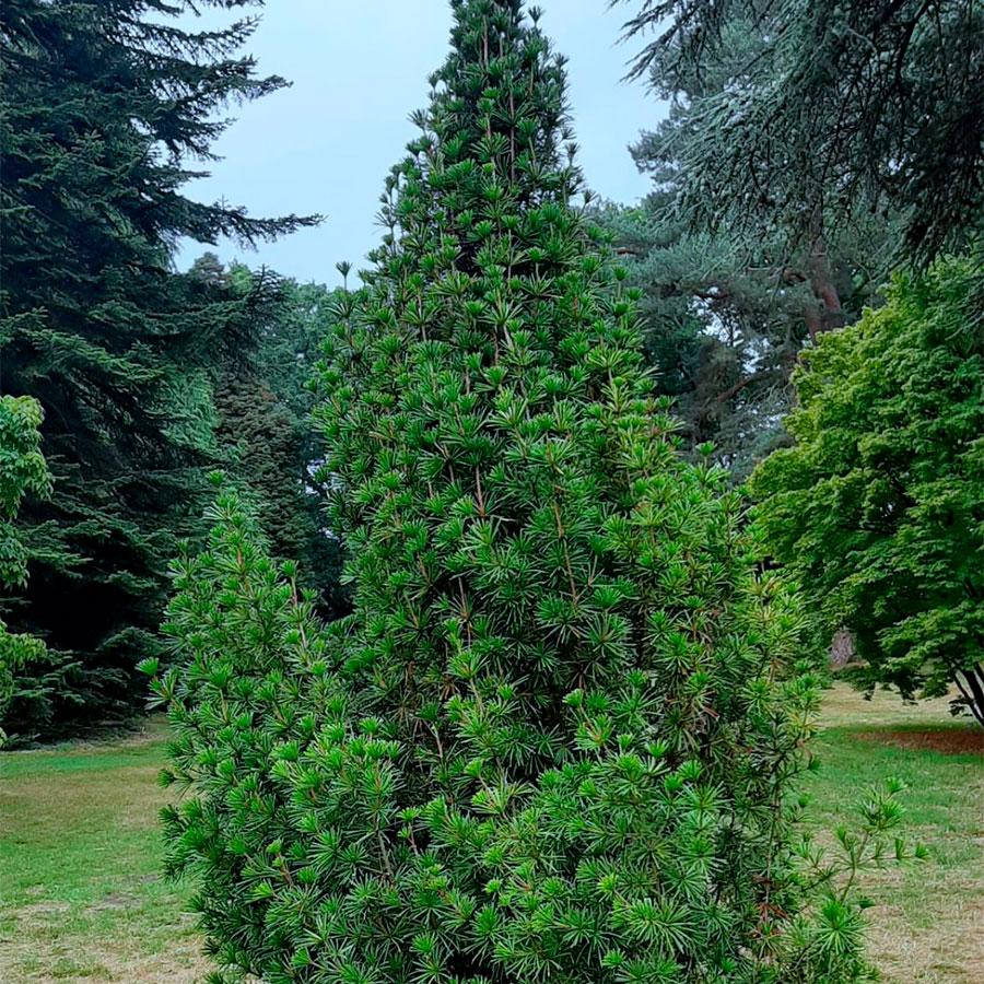 Превью изображения