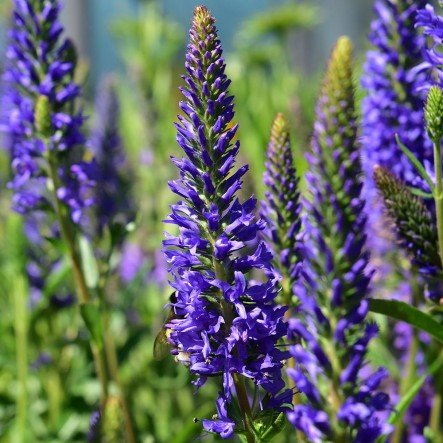 Превью изображения