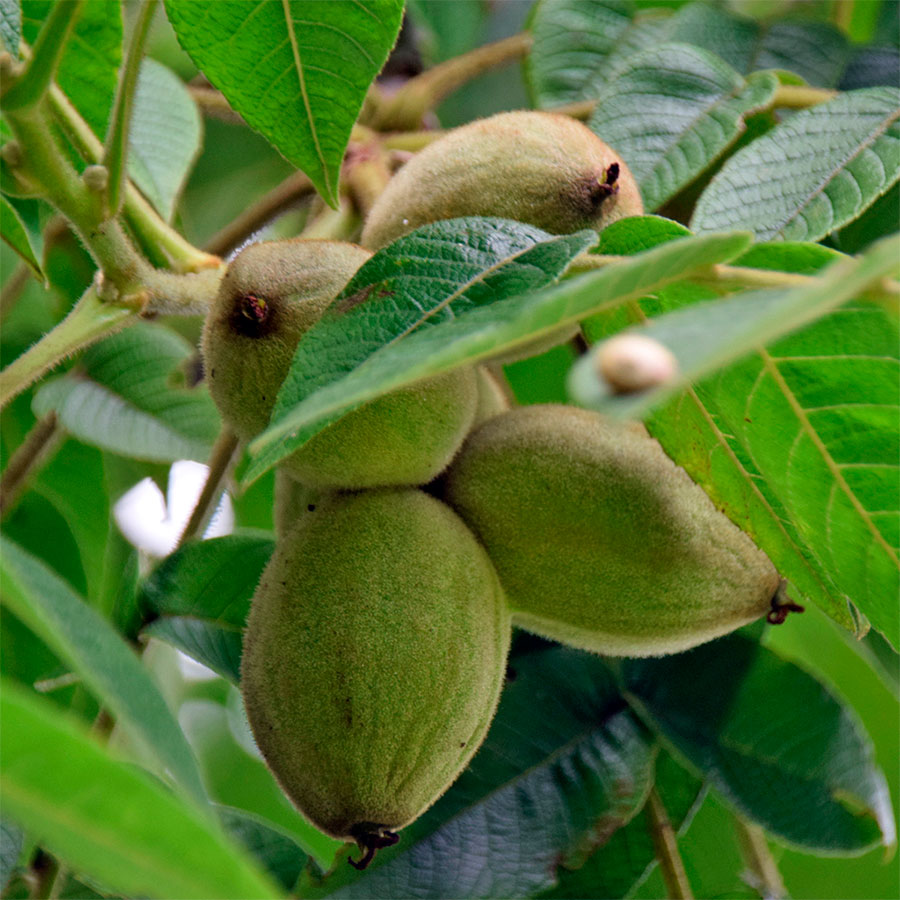 Превью изображения
