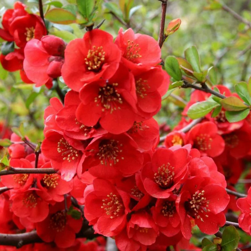 Превью изображения