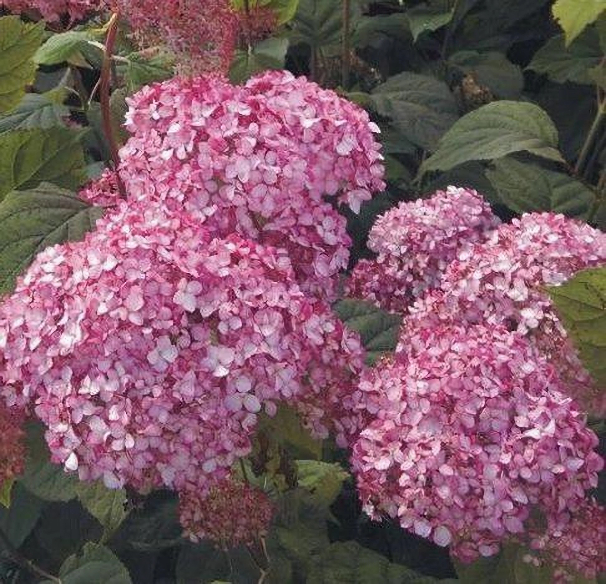 Превью изображения