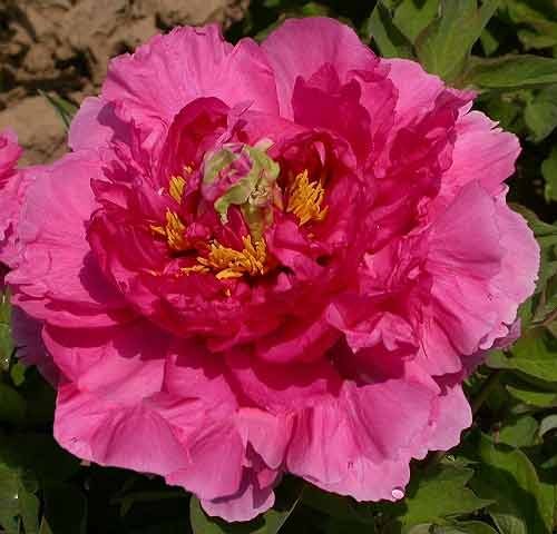 Превью изображения