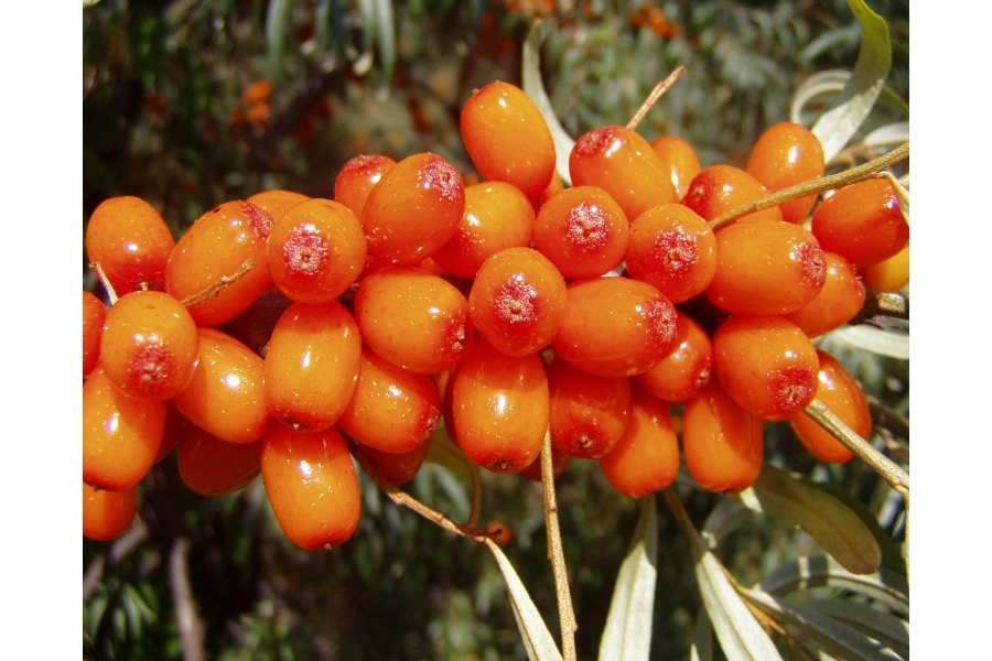 Превью изображения