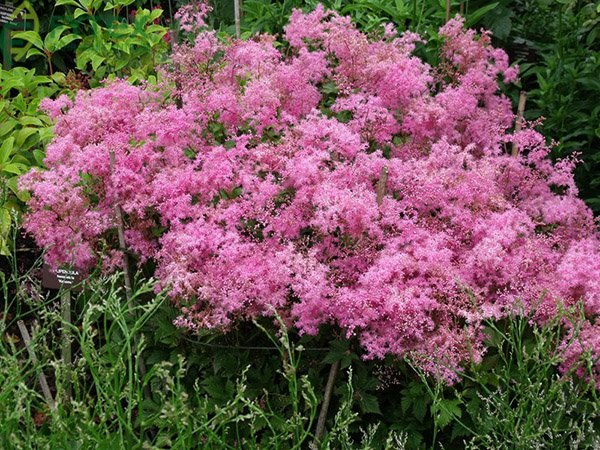 Превью изображения