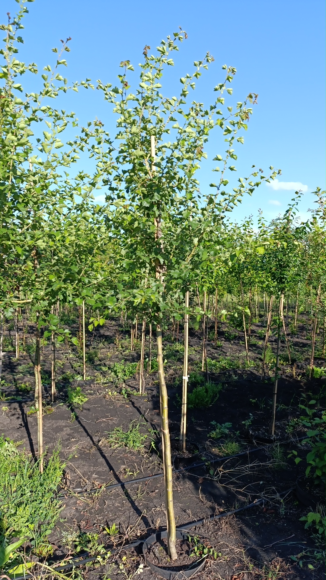 Превью изображения