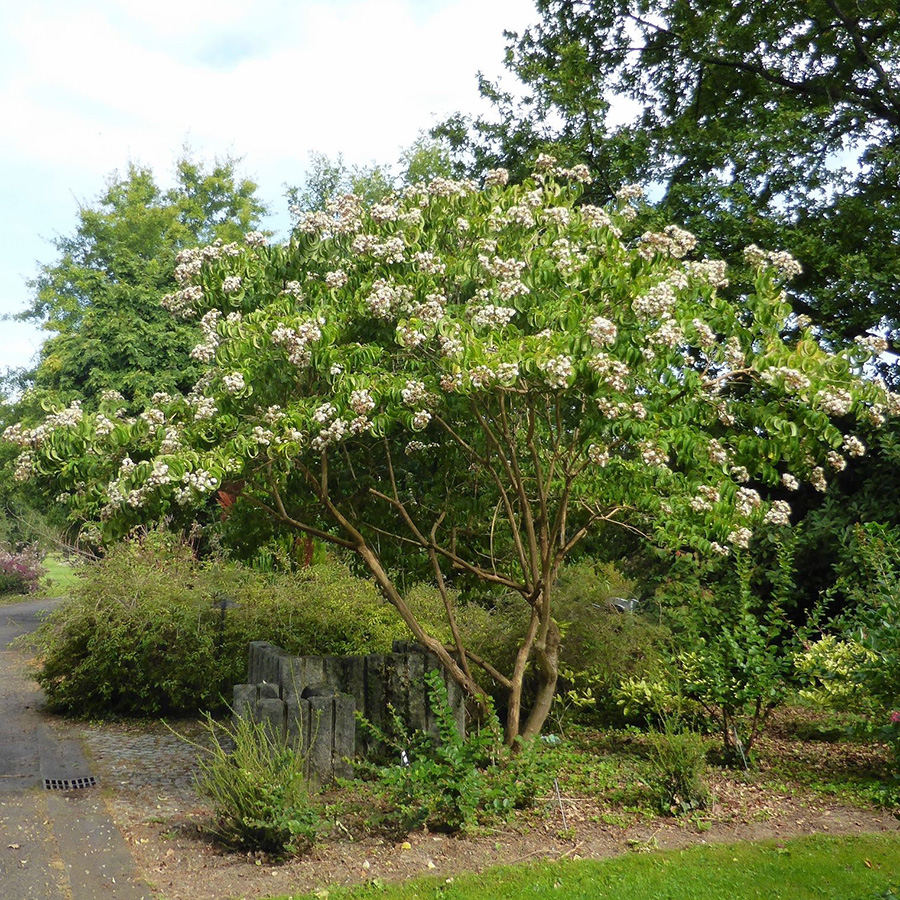Превью изображения