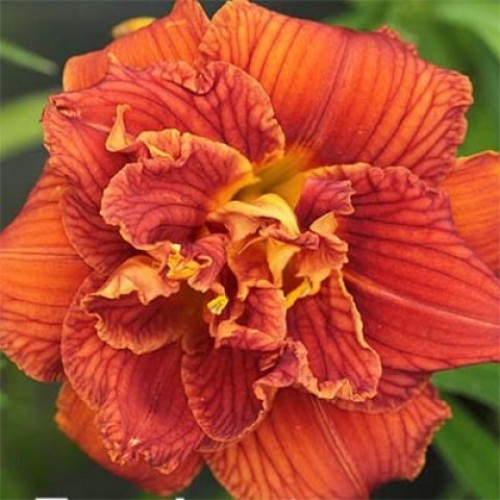 Превью изображения