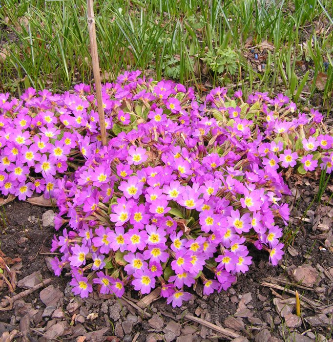 Превью изображения