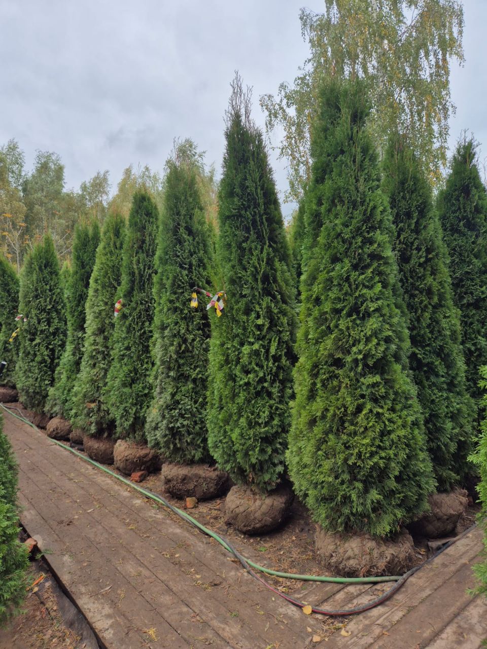 Превью изображения