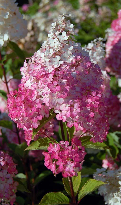 Превью изображения