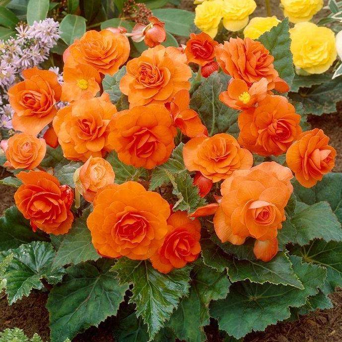 Превью изображения