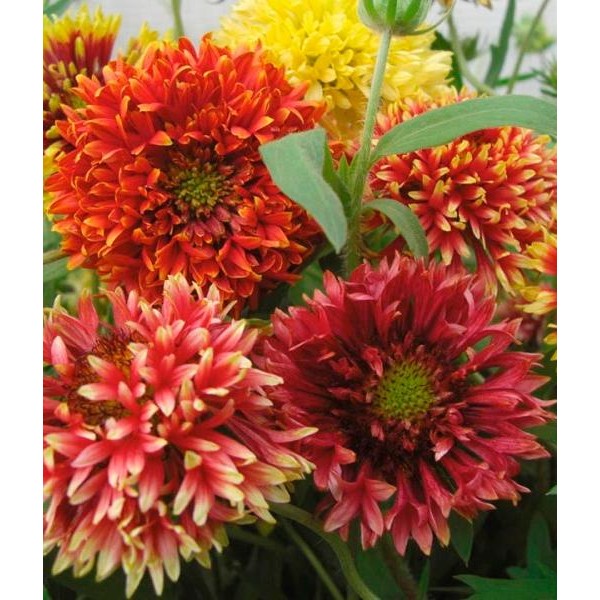 Превью изображения