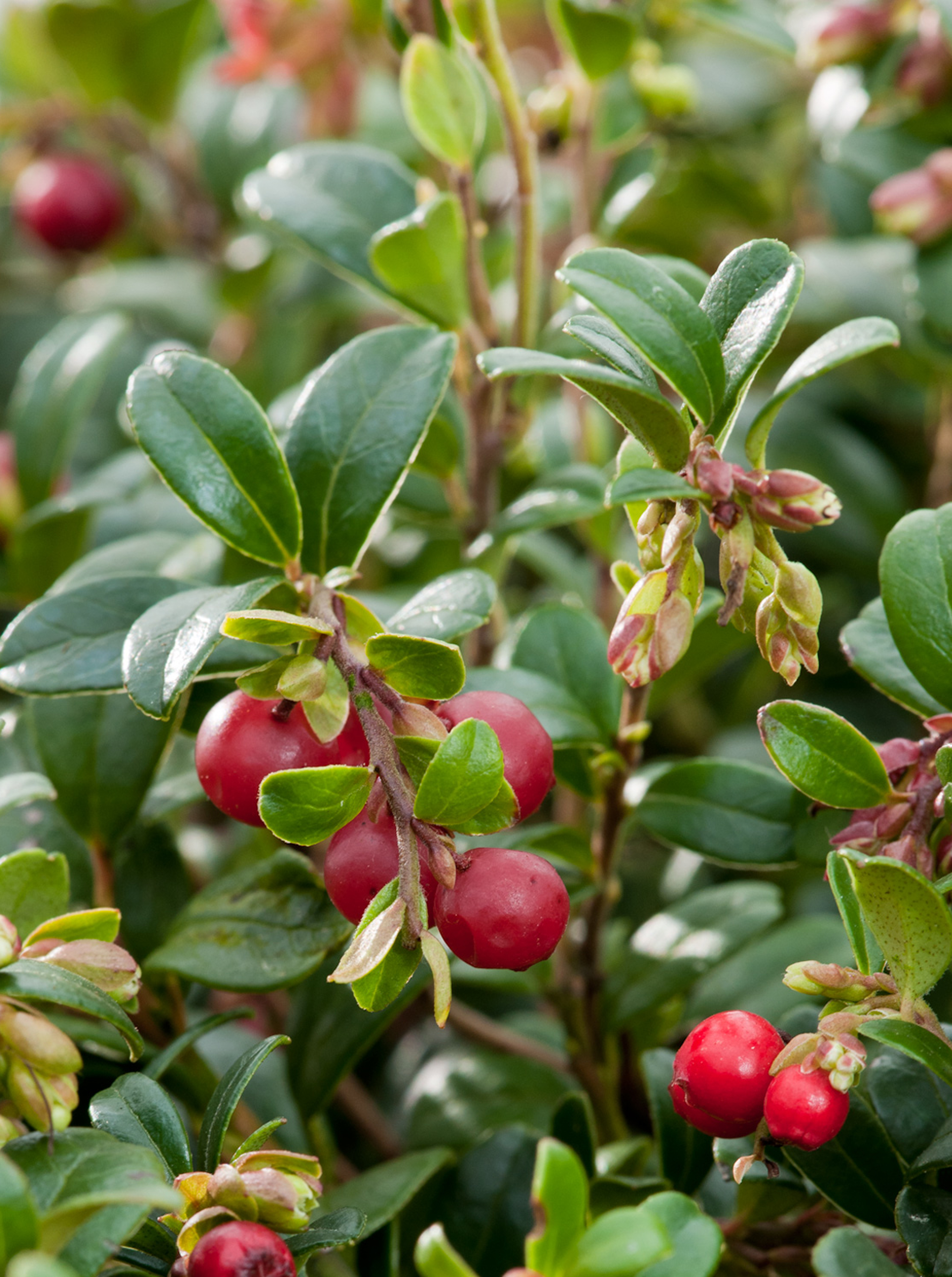 Превью изображения