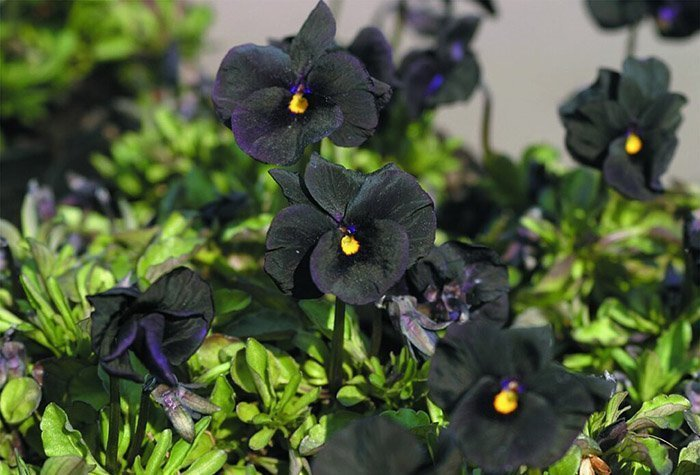 Превью изображения