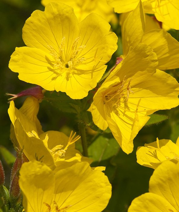 Превью изображения