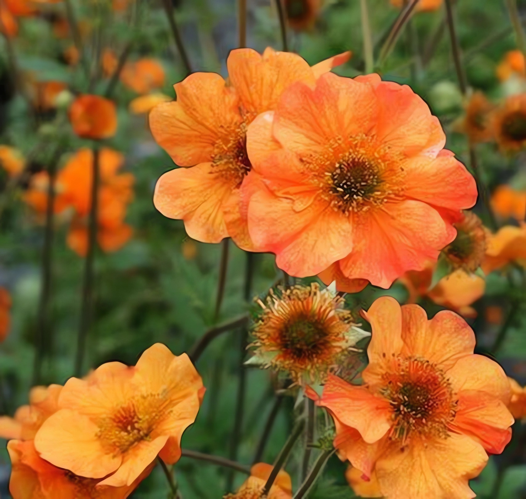 Превью изображения