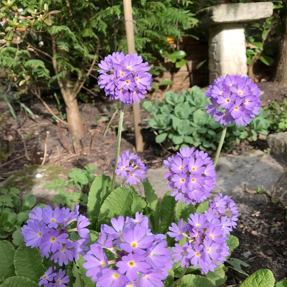 Превью изображения