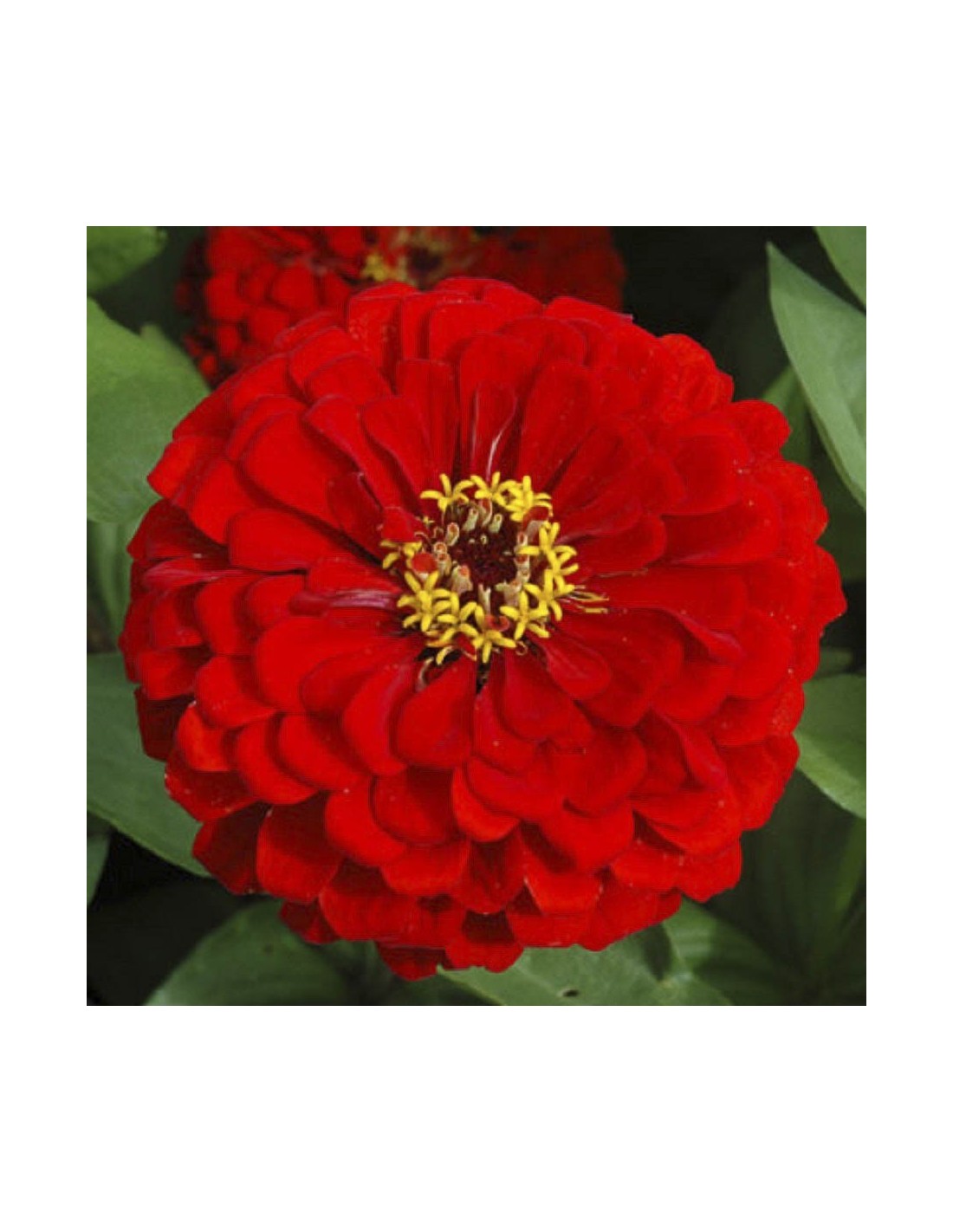 Превью изображения