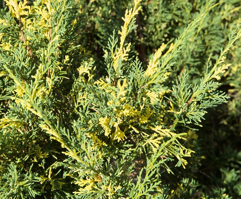 Превью изображения