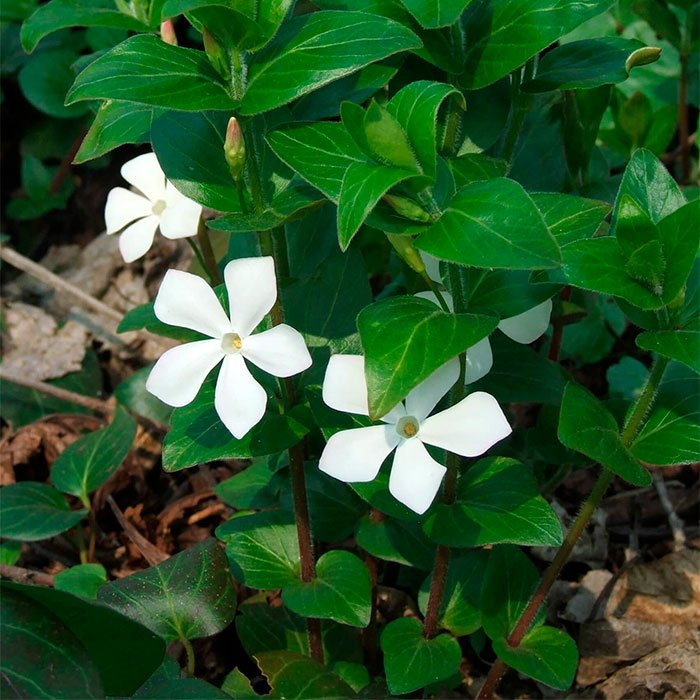 Превью изображения